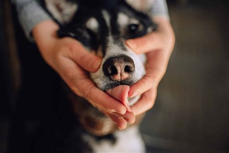 Why Do Dogs Lick Your Hand