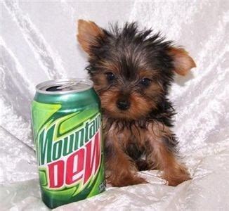 How and where to find a free yorkie and teacup yorkie. Pomeranian Puppies: Teacup Yorkie