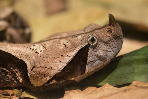 Top 10 Gaboon Viper Facts One Of The Largest Vipers West African