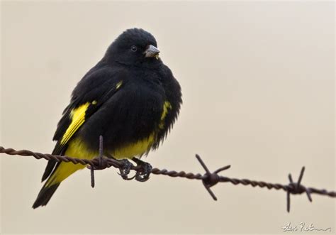 Black Siskin Central Peru Bird Images From Foreign Trips Gallery