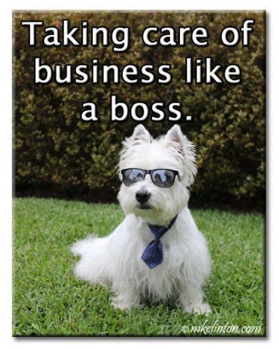 1 year work anniversary memes. westie happy anniversary memes images - Yahoo Search ...
