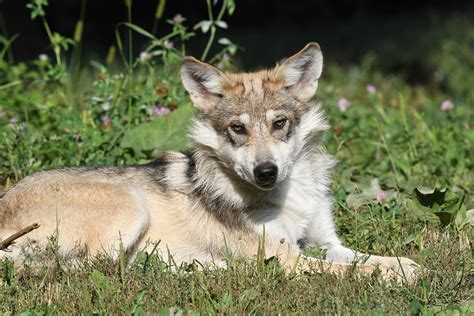Report Mexican Gray Wolf Is A Subspecies Will Keep