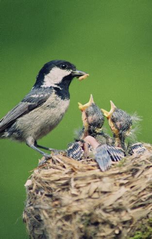 The evolution of parental care and filial cannibalism. What Do Baby Birds Eat - How To Feed Wild Baby Birds and Food?