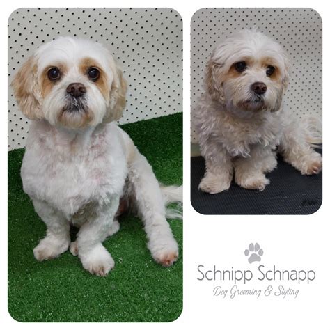 4paws hydrobath is a non judgemental sanctuary for your beloved dog. Schnipp Schnapp Dog Grooming & Styling - Home | Facebook