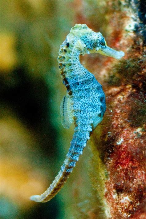 Everything You Ever Wanted To Know About Seahorses Blog Two Oceans