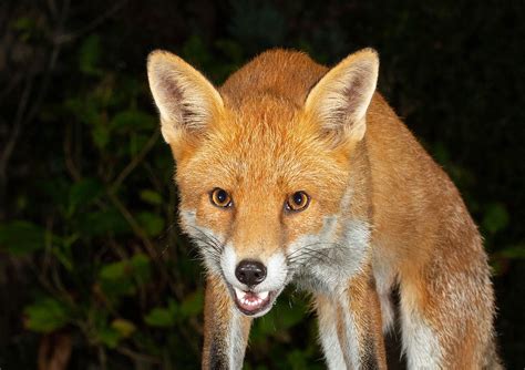 European Red Fox Scientific Name Vulpes Vulpes Garden V Flickr