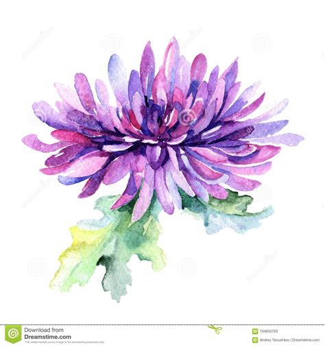 Wildflower Chrysanthemum Flower In A Watercolor Style Isolated Stock