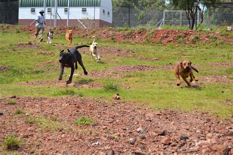 Woodrock Animal Rescue Heroes Pretoria