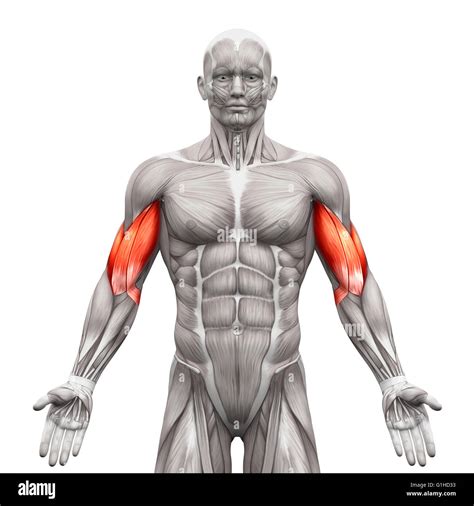 Biceps Muscles Anatomy Muscles Isolated On White 3d Illustration