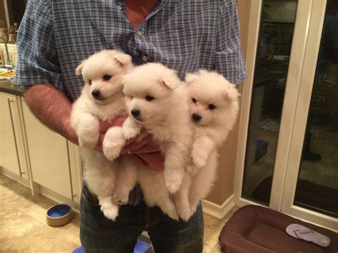Japanese Spitz Puppy Bromley Kent Pets4homes