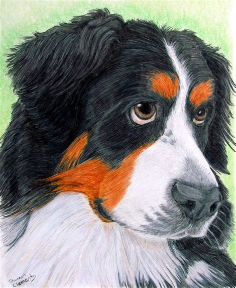 Begging Bernese Drawing By Shannon Clements