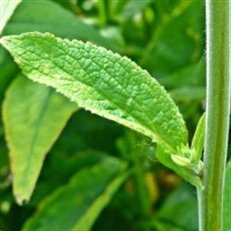 Vingerhoedskruid is een plant die van nature in nederland voorkomt. Vingerhoedskruid in de tuin of in het wild | Dier en ...