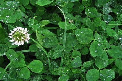 Organic Small Leaf White Clover Seed