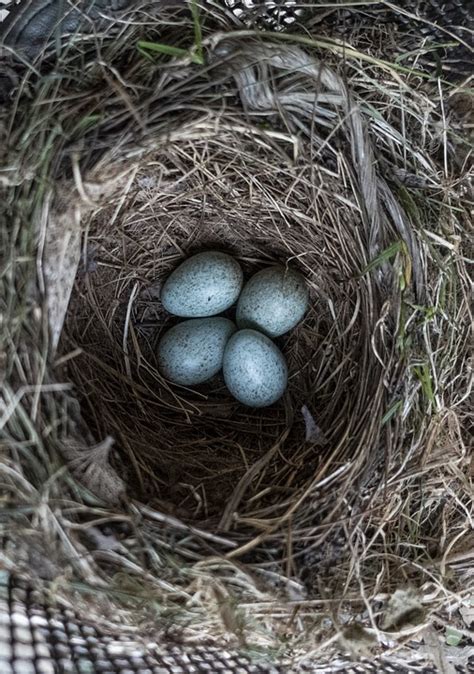 Eggs Nest Bird Free Photo On Pixabay Pixabay