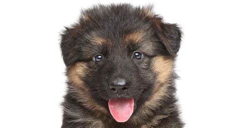 At this stage, german shepherd puppies will just sleep. Baby German Shepherd - How Your Tiny Puppy Will Grow