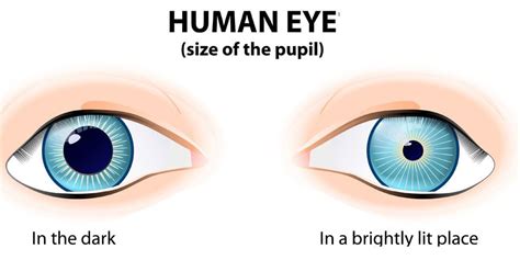 Dilated Pupils Vs Normal Pupils