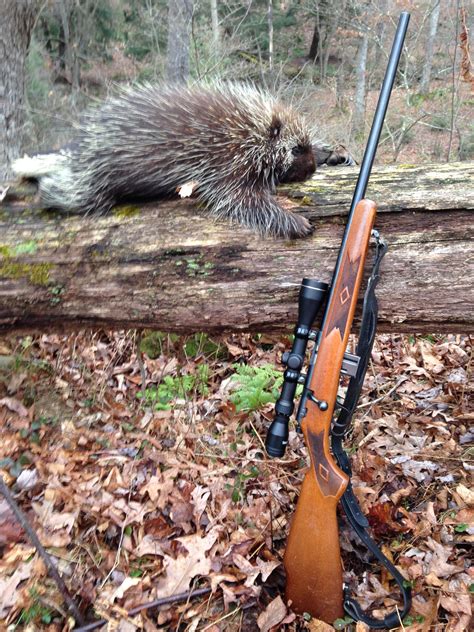 Porcupine Hunt The Outdoor Community