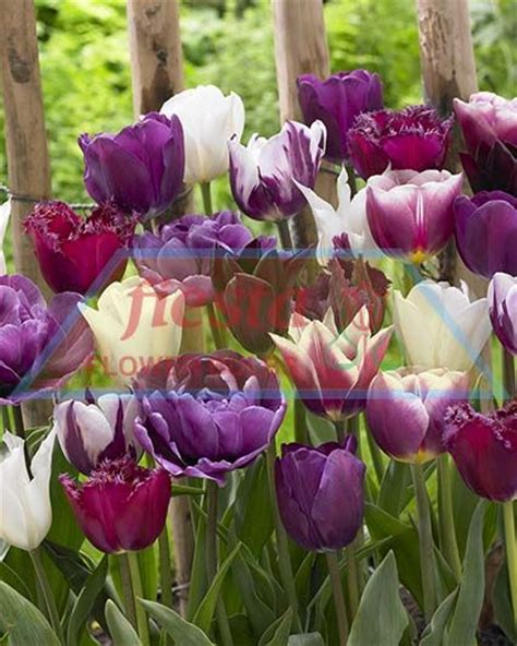 Purple Passion Tulips Spring Bulbs Flower Bulbs Fiesta Bulb Marketing