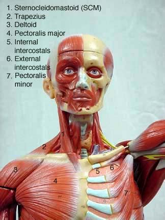 You may also find triceps, lateral head brachialis anatomynote.com found chest muscle anatomy from plenty of anatomical pictures on the internet. Male Muscle Model