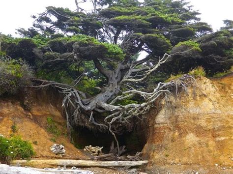The Witness Hanging Tree Looks Like The Kalaloch Tree Cave In Olympic