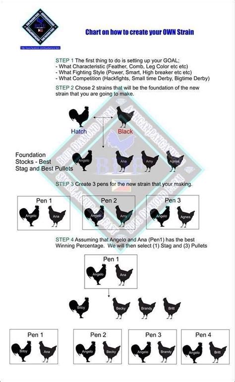 Chickens Chicken Breeds Chicken Breeds Chart