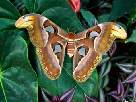 Considering how uncommon the brown luna moth is in i'd say it qualifies. ATLAS SILK MOTH - Moths Photo (20862362) - Fanpop