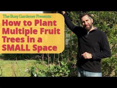 For the most up to date information please check out our facebook page, (20+) backyard orchards | facebook. How to Plant Multiple Fruit Trees in a Small Space - High ...