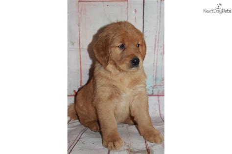Gracie Orange Golden Retriever Puppy For Sale Near Springfield
