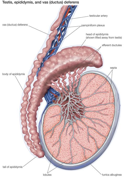 Testicular Microlithiasis Causes Symptoms Diagnosis Treatment