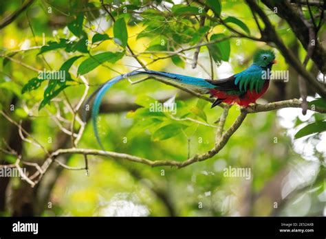 the national bird of guatemala a male resplendent quetzal pharomachrus mocinno poses in costa