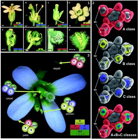 Morphogenesis Of The Flower Of Arabidopsisgenes Networks And