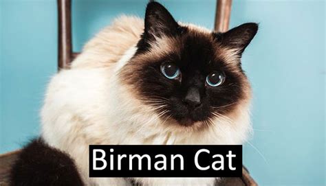 Ragdoll Vs Birman Which Is The Best Cat Breed For You