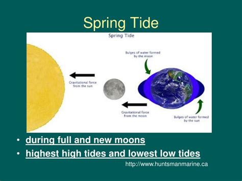 Ppt Phases Eclipses And Tides Powerpoint Presentation Id5105573