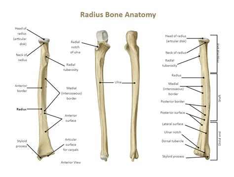 Ulna Labeled Radius And Ulna Anatomy Bones Radius Bone