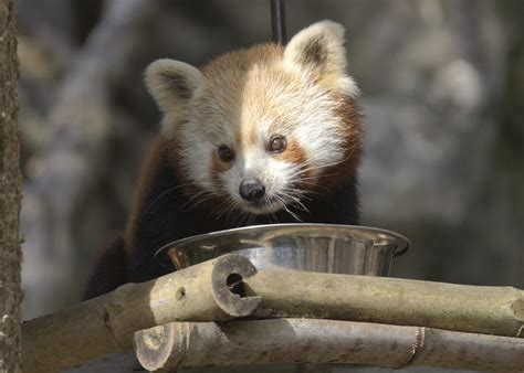 Smithsonian National Zoo Tues 23 July 2013 14red Panda Flickr