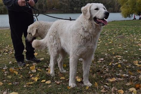 Kuvasz Information And Dog Breed Facts