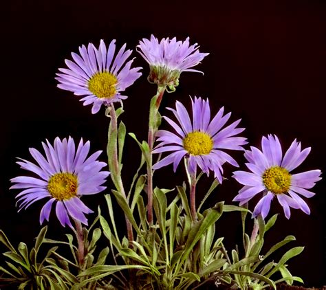 Beautiful Hand Coloured Lantern Slides Of Canadian Flowers 1920