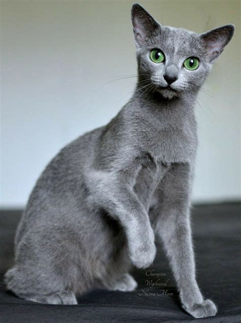 Pin By Lisa Green On Cats In 2020 Russian Blue Cat Russian Blue