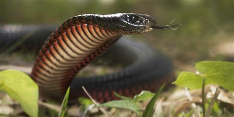 Australia Is Home To Heaps Of The Worlds 25 Most Venomous Snakes