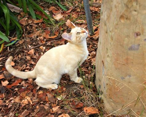 Siamese Cat Cat Breed Information Temperament Characteristics