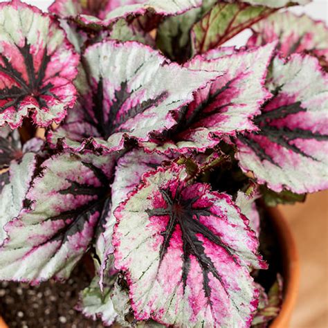 Begonia 101 How To Care For Begonias Bloomscape
