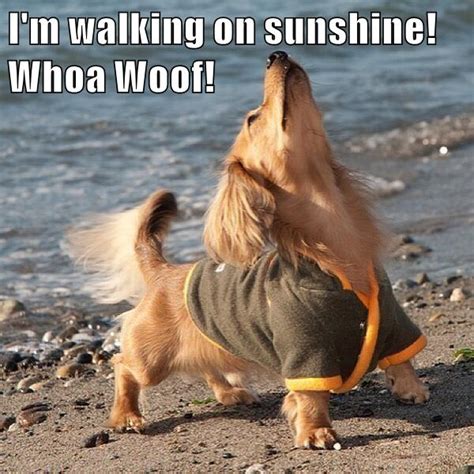 Im Walking On Sunshine Whoa Woof I Has A Hotdog Dog Pictures