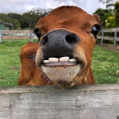 Cows Lover🐮💕 On Instagram “did You Know Cows Only Have Bottom Teeth Instead Of Top Incisors