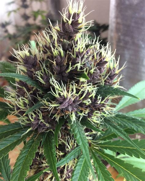 Purple Kush Buddha Seeds Strain Info Growdiaries