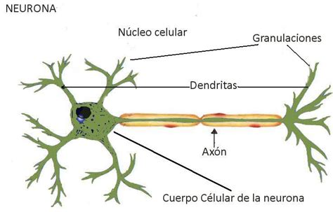 Tipos De Neuronas 2021