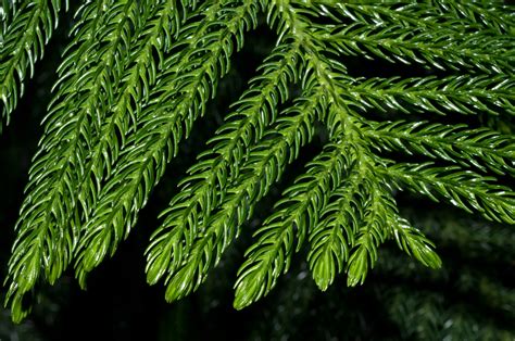 Araucaria Heterophylla Norfolk Pine