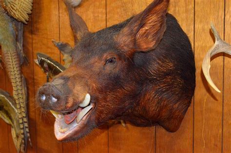 Huge Wild Boar Hog Pig Head Taxidermy Real Arkansas Razorback Hog Pig