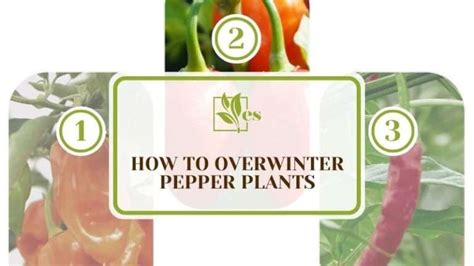 How To Overwinter Pepper Plants A Step By Step Breakdown Evergreen Seeds