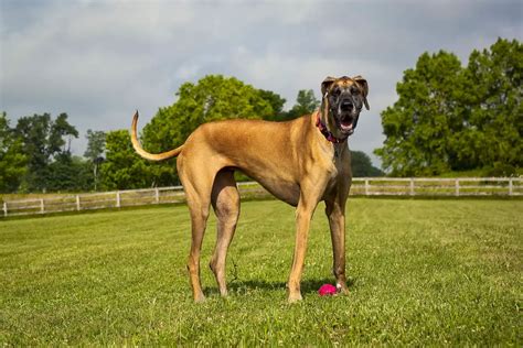 7 Officially Recognized Great Dane Colors With Pictures