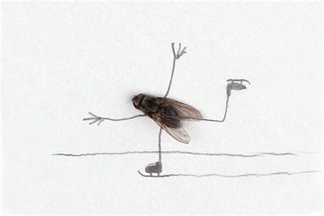 Hilarious Art Magnus Muhrs Dead Fly Creations